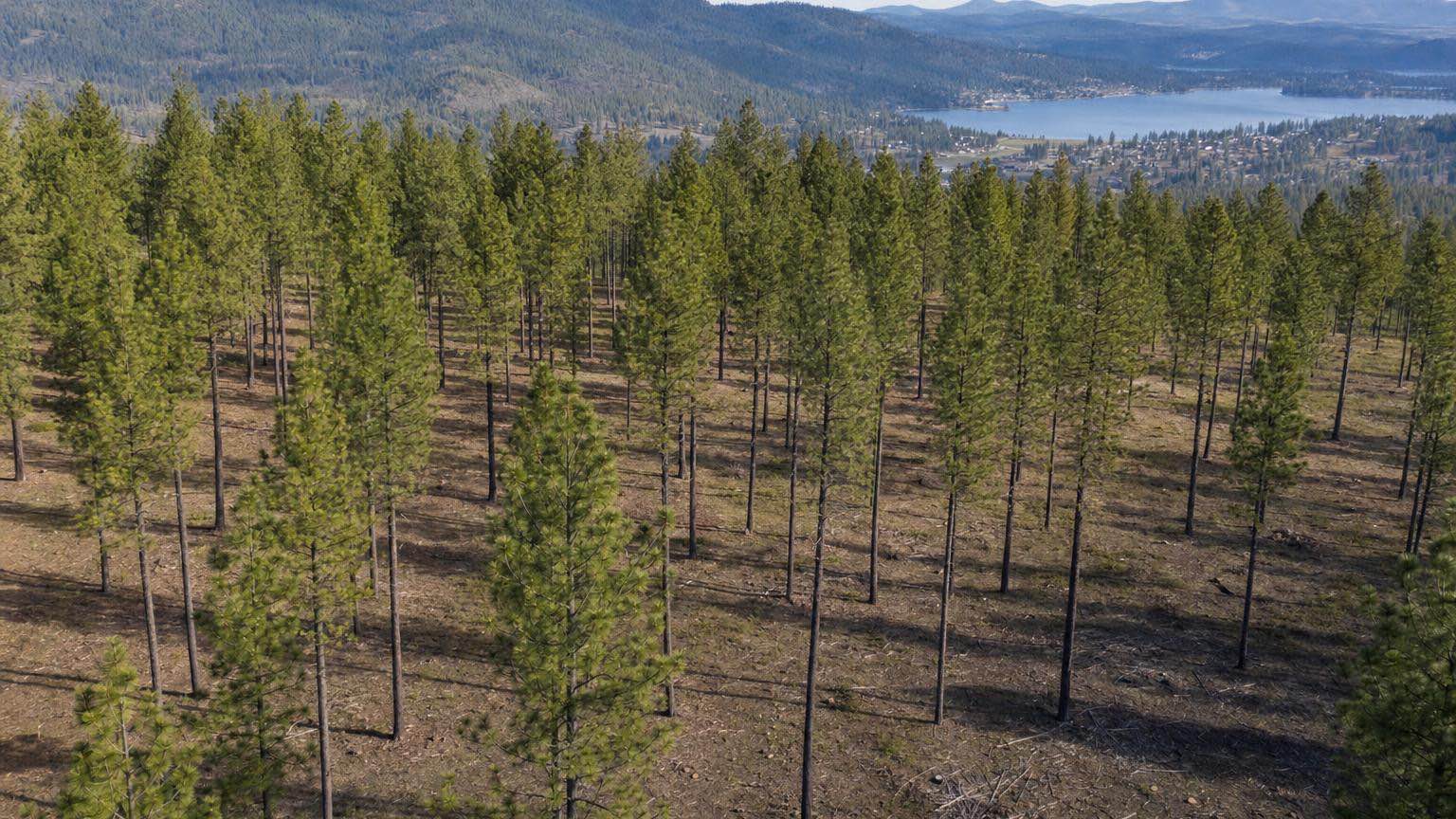 Thinned stand of pine and fir with cleared ladder fuels