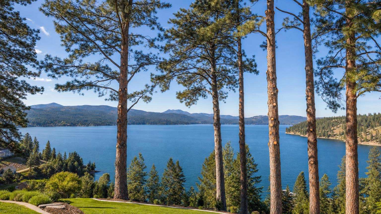 Crown thinning cuts opening a sightline toward the lake