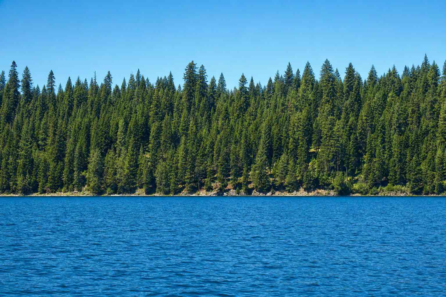 Ponderosa pine and Douglas fir along a steep Lake Coeur d'Alene shoreline