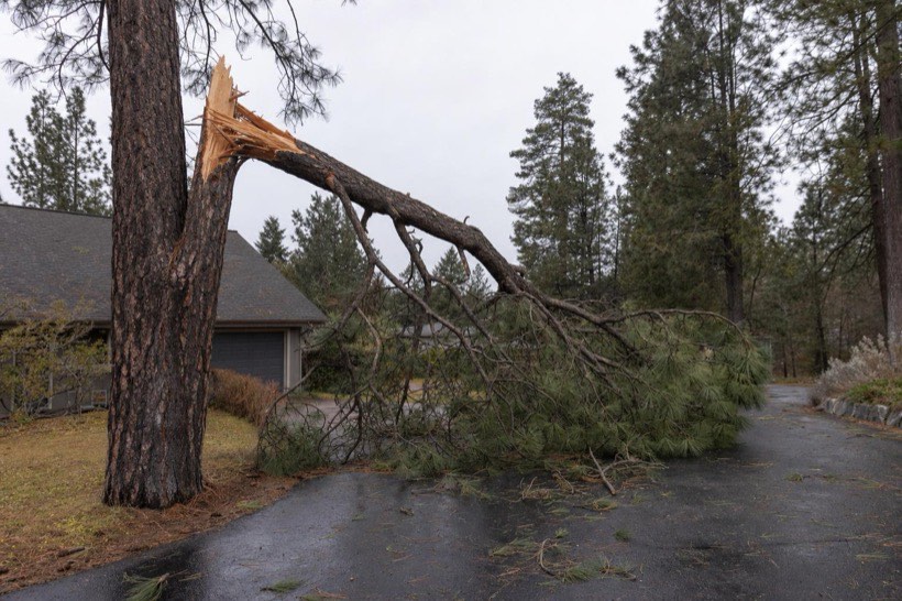 Crew clearing a storm-snapped limb from a driveway