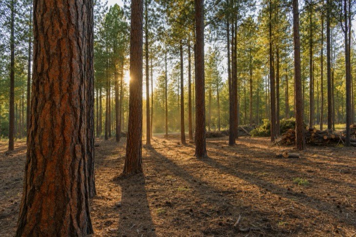 Thinned stand of pine and fir with cleared ladder fuels