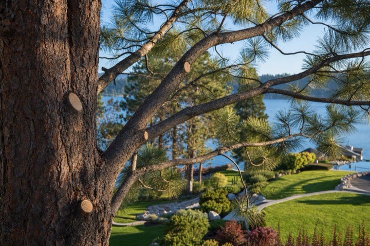 Crown thinning cuts opening a view corridor toward the lake
